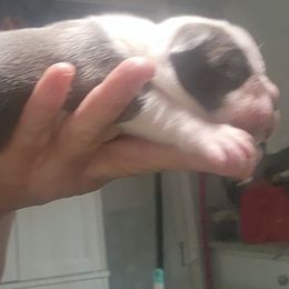 Companion Cross and French Bulldog Puppies from Legends Frenchton's, French Bulldogs & French Bullhuahua's