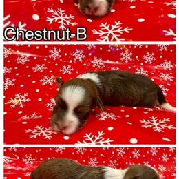 Havanese Puppies from Havareese Havanese