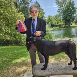 Flat-Coated Retriever All Grown Up from PrairieFlats