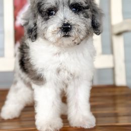 Blue - Merle female Sheepadoodle puppy in Youngstown, Florida from Wonderland’s Boujie Kennels
