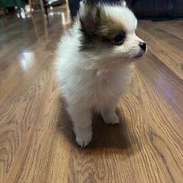 Dawn - Cream sable parti male Pomeranian puppy in Clinton, Tennessee from Liza’s Aussies & Poms