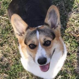 Penny - Pembroke Welsh Corgi