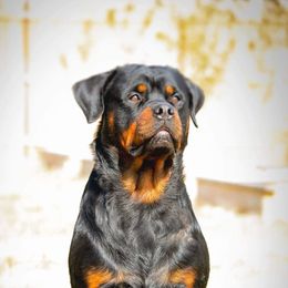 Ben - Rottweiler