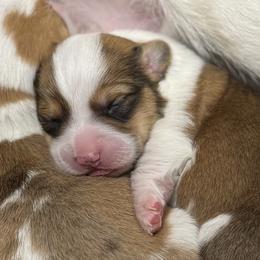 American Corgis and Pembroke Welsh Corgis from Corgi Love Tales