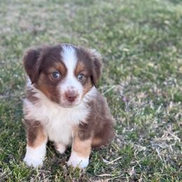 Kyle - Red merle Miniature Australian Shepherd puppy in Azle, Texas from Weston Family Farms