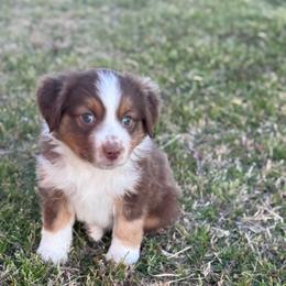 Kyle - Red merle Miniature Australian Shepherd puppy in Azle, Texas from Weston Family Farms