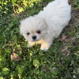 AKC Jade - Cream male Pekingese puppy in Cumming, Georgia from Imperial Pekingese