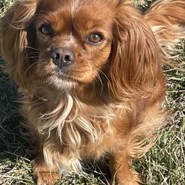 Cavalier King Charles Spaniels from Sherman Family Farm's Cavaliers