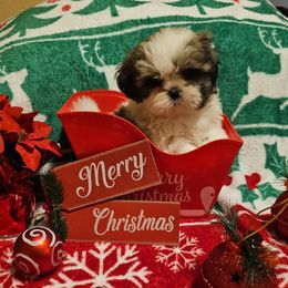 Rex - Tricolor male Shih Tzu puppy in Vernon, Texas from Jennifer's Shih Tzus