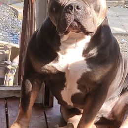 Lacey - American Bully