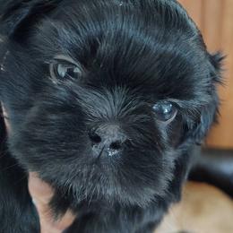 Mindy now Olive - Black female Shih Tzu puppy in Palmyra, New York from Karen's Tzus of Palmyra-Macedon