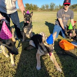 German Shepherd All Grown Up from The Zeus N Luna 2 Pay it Forward Foundation