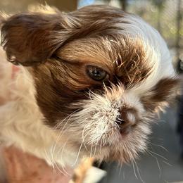 Louie - Tricolor male Shih Tzu puppy in Victorville, California from Precioustzus