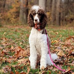 Poodles from Dogtastic Kennels