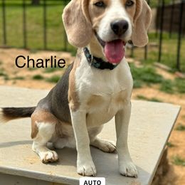 Charlie - Beagle