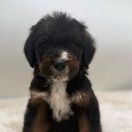 Red pepper flakes - Sable male Bernedoodle puppy in Clermont, Florida from Shadow Bernedoodles & Dog Training