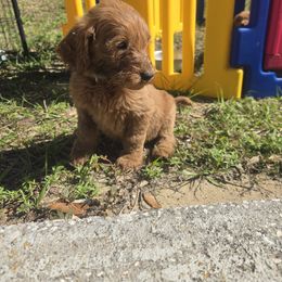 Spooky - Apricot male Goldendoodle puppy in Tavares, Florida from Spirited Doodles