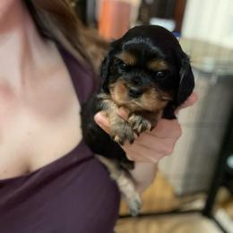 Bellamy Blue - Black and tan male Cavalier King Charles Spaniel puppy in Phoenix, Arizona from Larisa's Cavaliers