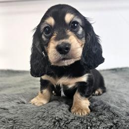 Black and cream male - Black and cream male Dachshund puppy in Belle Rive, Illinois from Akin's Miniature Dachshunds, LLC