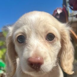 Dachshund Puppies from Long Blonde Doxies