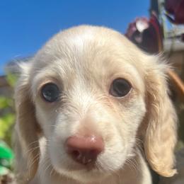 Dachshund Puppies from Long Blonde Doxies