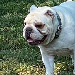 Bulldogs and French Bulldogs from Loved Here First