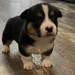 American Corgi and Pembroke Welsh Corgi Puppies from Wild West Corgis