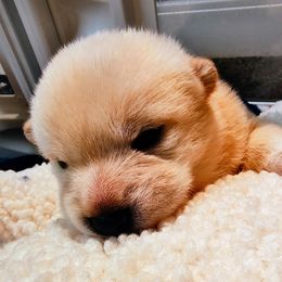 Pug and Shiba Inu Puppies from khshibas-khpugs