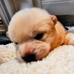 Pug and Shiba Inu Puppies from khshibas-khpugs