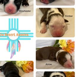 Aussiedoodles and Miniature Australian Shepherds from Zia Desert Aussies