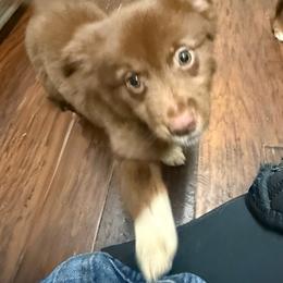 Jesse - Red & white female Miniature Australian Shepherd puppy in Dallas, Waco, And Tyler, Texas from Beulah Aussie Farms Texas