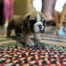 Bulldog Puppies from K&D Bulldogs