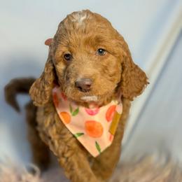 Minnie - Red  female Goldendoodle puppy in Fort Collins, Colorado from Front Range Family Doodles