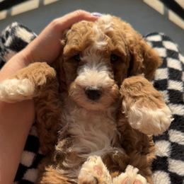 Assorted Doodle Crosses, Goldendoodle, Labradoodle, and Poodle Puppies from Ruff Country Doodles
