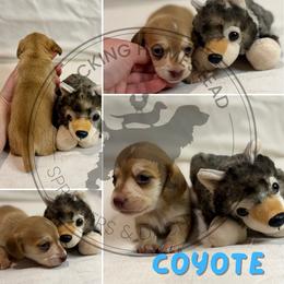 Coyote - Cream male Dachshund puppy in Fond Du Lac, Wisconsin from Clucking Homestead Springers & Dachshunds