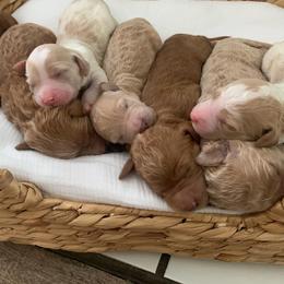 Goldendoodle Puppies from Edge Farm Goldendoodles