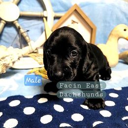 Dachshund Puppies from Facin East Dachshunds