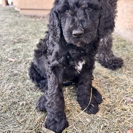 Goldendoodle Puppies from AZ Stickerdoodles