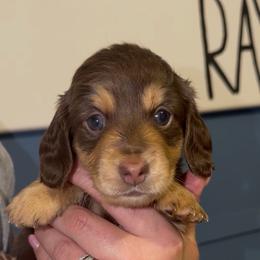 Girl 1 - Chocolate and tan female Dachshund puppy in Brookhaven, Mississippi from Southern Grace Doxies