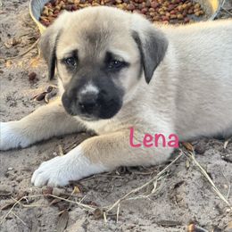 Lena - Fawn female Anatolian Shepherd Dog puppy in Avon Park, Florida from Sandy Pines Homestead