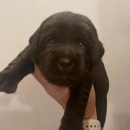Girl 1 - Chocolate female Labrador Retriever puppy in Hutto, Texas from Texas Bluebonnet Labs