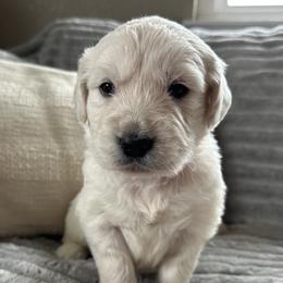 Red - Light golden male Golden Retriever puppy in Modesto, California from Rooster Valley Golden Retrievers