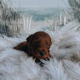 Simba - Cream male Goldendoodle puppy in Bellevue, Iowa from River Town Doodles