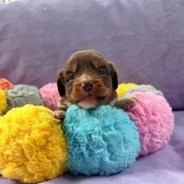 Red Tri Female 1 - Red tri-color female Miniature American Shepherd puppy in Connecticut from Novus Kennels