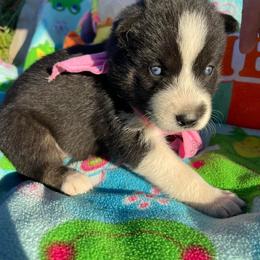 Siberian Husky Puppies from Siberian Huskies-Beckham the Great