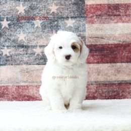 Lemonade - Apricot male Australian Labradoodle puppy in Hurricane, Utah from Red Desert Doodles