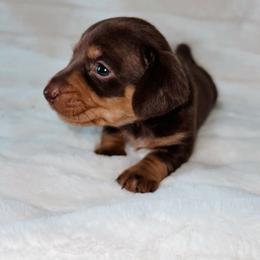 Taro - Chocolate and tan male Dachshund puppy in San Diego, California from Enchantables