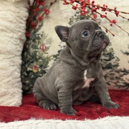 Twinkle - Blue female French Bulldog puppy in Santa Rosa, California from Ingram Ranch Frenchies