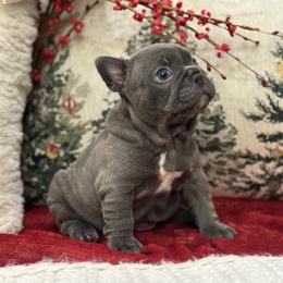 Twinkle - Blue female French Bulldog puppy in Santa Rosa, California from Ingram Ranch Frenchies