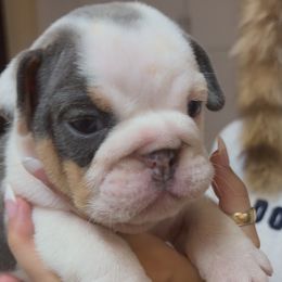 Bulldog Puppies from Royal Fade Bulldogs